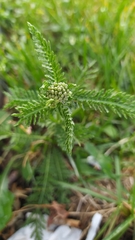 Achillea millefolium