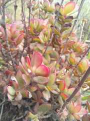 Crassula latibracteata