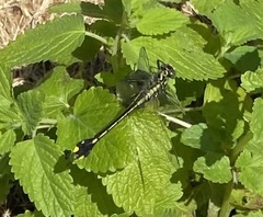 Gomphurus