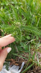 Achillea millefolium