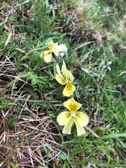 Viola lutea lutea