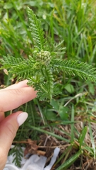 Achillea millefolium