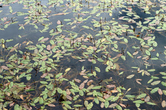 Potamogeton natans