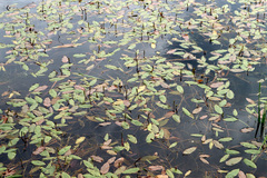 Potamogeton natans