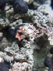 Mycoblastus sanguinarioides