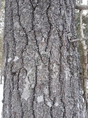 Mycoblastus sanguinarioides