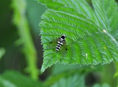 Chrysopilus fasciatus