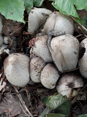 Coprinopsis strossmayeri