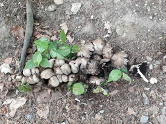 Coprinopsis strossmayeri