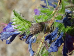 Psacasta exanthematica