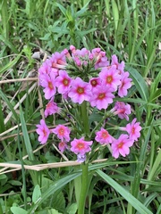 Primula japonica