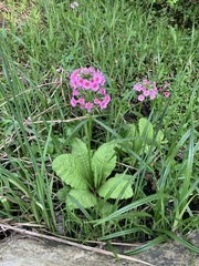 Primula japonica