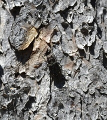 Phaenops fulvoguttata