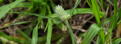 Cyperus sesquiflorus
