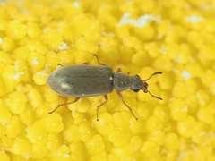 Coleoptera