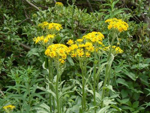 Balbis' tephroseris (Tephroseris balbisiana)