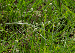 Cyperus sesquiflorus