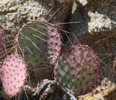 Opuntia gosseliniana