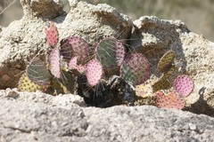 Opuntia gosseliniana