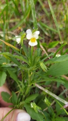 Viola arvensis