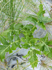 Sonchus grandifolius