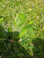 Veratrum album