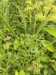 Polytaenia nuttallii