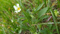 Viola arvensis