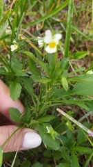Viola arvensis