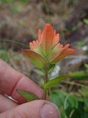 Castilleja litoralis