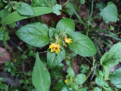 Lysimachia congestiflora