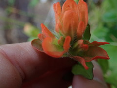 Castilleja litoralis