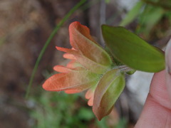 Castilleja litoralis
