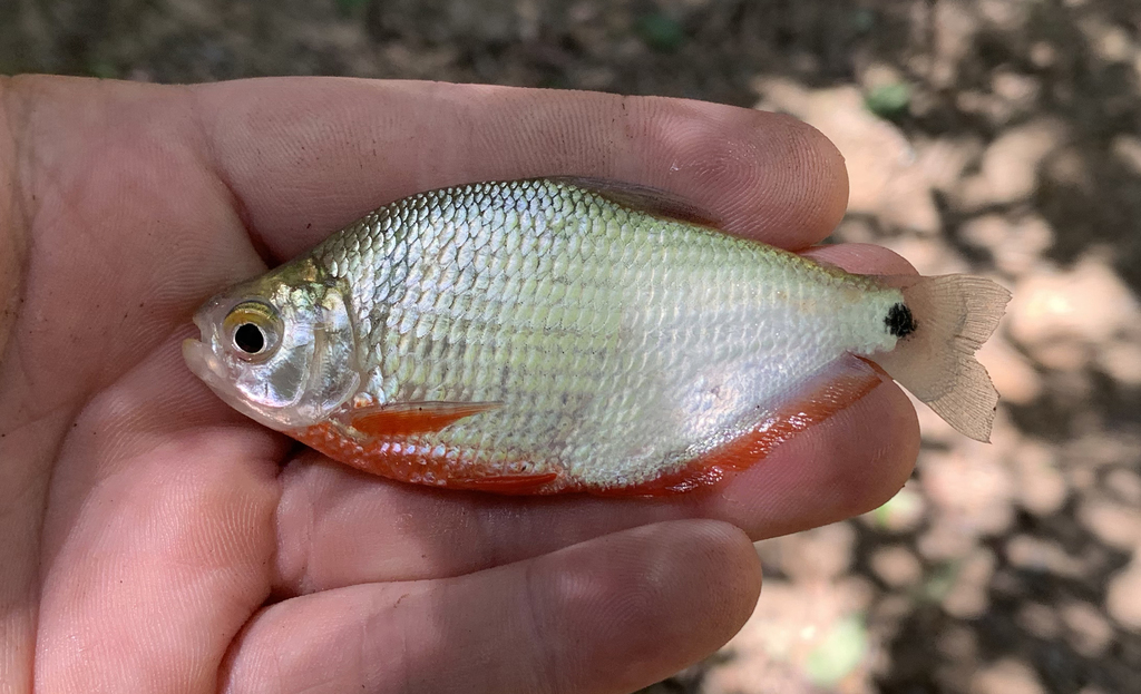 Red-Bellied Tetra
