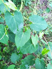Reynoutria multiflora