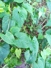 Reynoutria multiflora