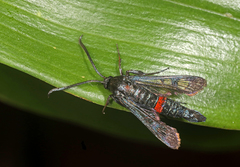 Synanthedon stomoxiformis