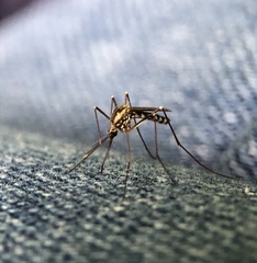 Aedes geniculatus