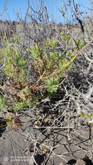 Lavandula canariensis subsp. canariensis image
