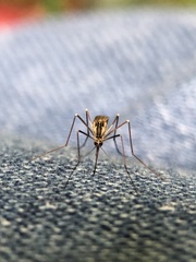 Aedes geniculatus
