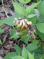 Vicia oroboides