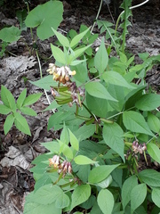 Vicia oroboides
