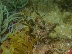 Cladostephus spongiosus