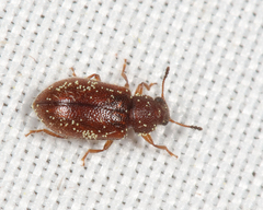 Paratenetus