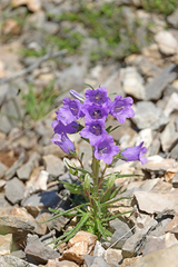 Campanula speciosa