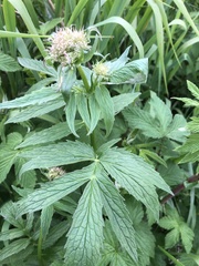 Valeriana officinalis sambucifolia