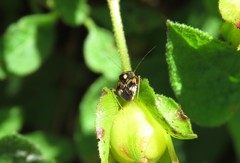 Cyphodema instabilis