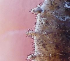 Libelloides coccajus