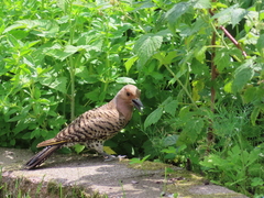 Colaptes auratus luteus