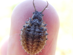 Libelloides coccajus